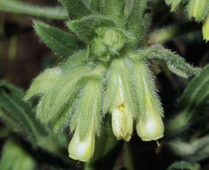 Sand-Lotwurz (Onosma arenaria ssp. arenaria)