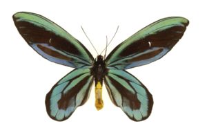 Königin-Alexandra-Vogelfalter (Ornithoptera alexandrae), Männchen