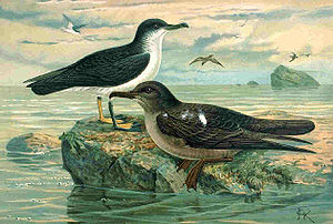 Schwarzschnabel-Sturmvogel (Puffinus puffinus) (links) mit Dunklem Sturmtaucher (Puffinus griseus)