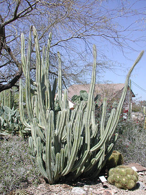 Ein Säulenkaktus der Art (Pachycereus shottii)