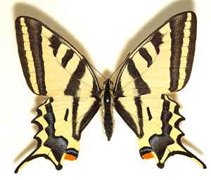 Papilio alexanor