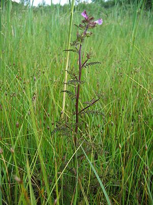 Sumpf-Läusekraut (Pedicularis palustris)