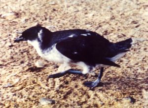 Garnot-Sturmvogel (Pelecanoides garnotii)
