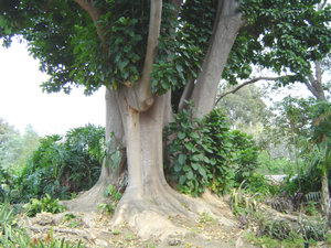 Zweihäusige Kermesbeere (Phytolacca dioica)