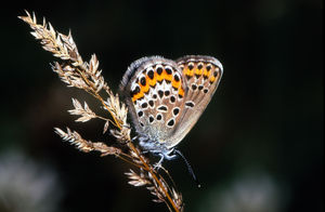 Geißklee-Bläuling (Plebeius argus)