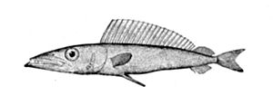 Jungfisch