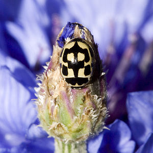 Vierzehnpunkt-Marienkäfer  (Propylea quatuordecimpunctata)