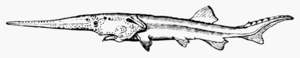 Schwertstör (Psephurus gladius)