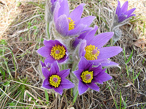 Innsbrucker Küchenschelle (Pulsatilla oenipontana)