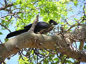 Glanzhaubenturako im Krüger Nationalpark, Südafrika