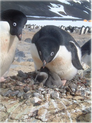 Adeliepinguin (Pygoscelis adeliae)