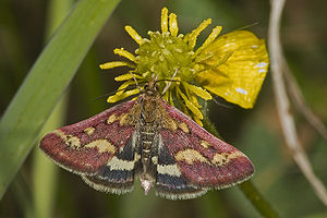 Purpurroter Zünsler (Pyrausta purpuralis)