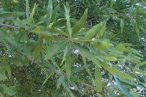 Weiden-Eiche (Quercus phellos), Blätter