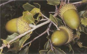 Kermes-Eiche (Quercus coccifera), Früchte