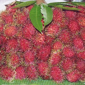 Rambutan (Nephelium lappaceum), Früchte