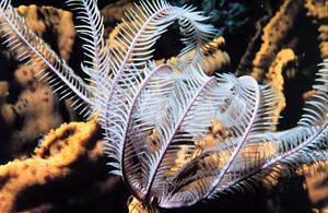 Seelilie aus dem Golf von Akaba im Roten Meer