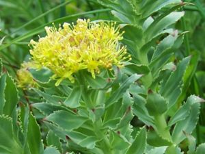 Rosenwurz (Rhodiola rosea)