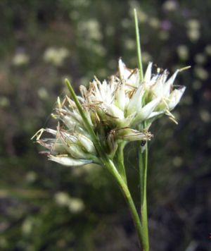 Blütenstand des Weißen Schnabelriedes (Rhynchospora alba).