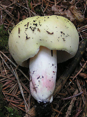 Violettstieliger Täubling (Russula violeipes) - noch junger Pilz mit halbkugeligem Hut