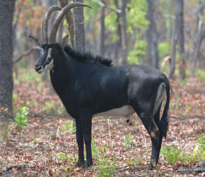 Männliche Rappenantilope (Hippotragus niger)