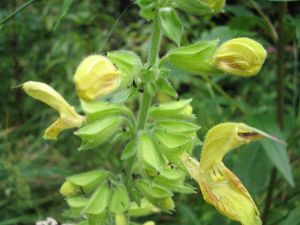 Klebriger Salbei (Salvia glutinosa)