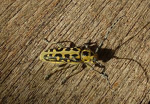 Leiterbock (Saperda scalaris), ♀