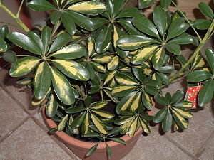 Strahlenaralie, hier eine Sorte von Schefflera arboricola mit weißbunten Blättern.