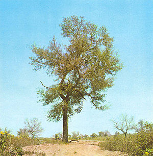 Quebrachoholzbaum (Schinopsis quebracho-colorado)