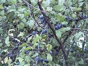 Schlehdorn (Prunus spinosa), mit Früchten.