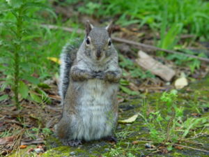 Westliches Grauhörnchen (Sciurus griseus)