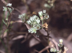 Ausdauernder Knäuel (Scleranthus perennis)