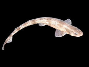 Kleingefleckter Katzenhai(Scyliorhinus canicula)