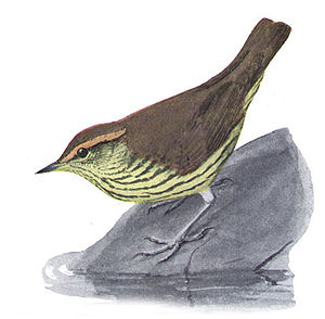 Uferwaldsänger (Seiurus noveboracensis)