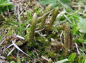 Dorniger Moosfarn (Selaginella selaginoides)