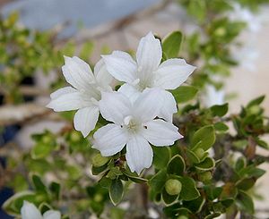 Junischnee (Serissa japonica), Blüten