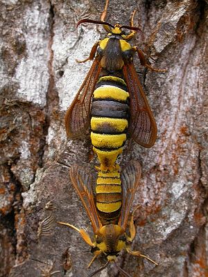 Hornissen-Glasflügler (Sesia apiformis)