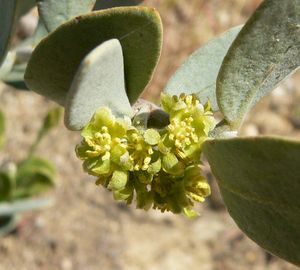 Jojoba (Simmondsia chinensis), männliche Blüten.