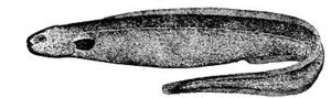 Simenchelys  parasiticus