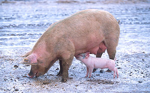 Hausschwein (Sus scrofa domestica): Sau mit Ferkel