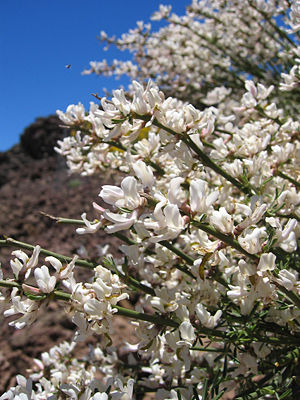 Blüten des Teideginsters (Spartocytisus supranubius)