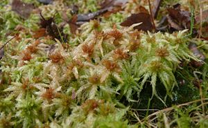 Sumpf-Torfmoos (Sphagnum palustre)