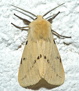 Gelber Fleckleibbär (Spilosoma lutea)