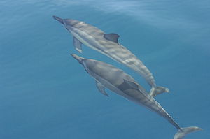 Ostpazifischer Delfin (Stenella longirostris)