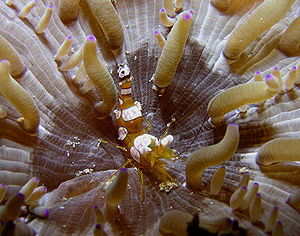 Hohlkreuzgarnele in einer Seeanemone