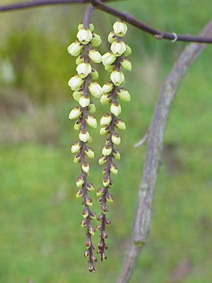 Chinesischer Perlschweif (Stachyurus chinensis)