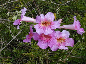 Rosa Trompetenwein (Podranea ricasoliana)