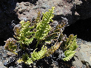 Schwarzstieliger Streifenfarn (Asplenium adiantum-nigrum)