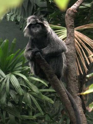 Schwarzer Haubenlangur (Trachypithecus auratus)