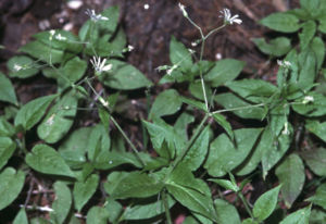 Hain-Sternmiere (Stellaria nemorum)