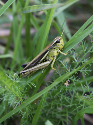 Sumpfschrecke (Stethophyma grossum)